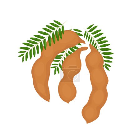 Téléchargez les illustrations : Logo d'illustration vectorielle réaliste de fruit de Tamarin - en licence libre de droit