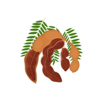 Illustration for Peeled Tamarind Fruit Illustration Logo - Royalty Free Image