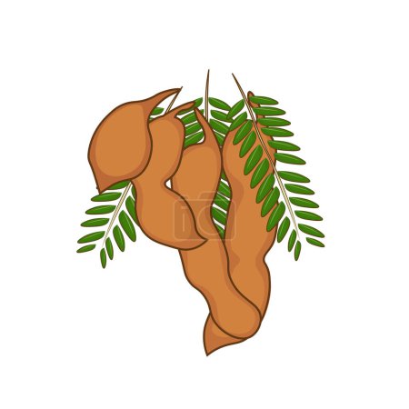 Illustration for Tamarind Fruit cartoon illustration logo - Royalty Free Image