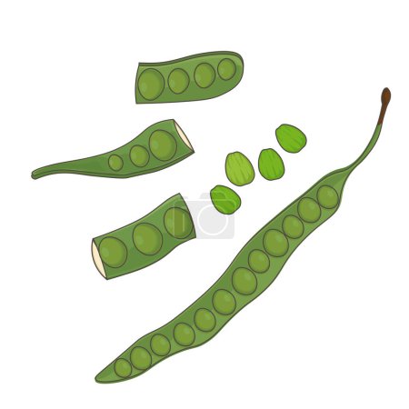 Ilustración de Logotipo de ilustración de vector de frijol amargo Petai pete o apestoso - Imagen libre de derechos