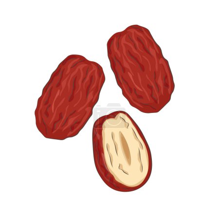 Illustration vectorielle logo Clip art dates rouges séchées ou jujube 