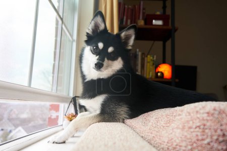 Foto de Un cachorro Pomsky blanco y negro mira a la cámara junto a una ventana del segundo piso en un día nublado con una lámpara de sal en el fondo en la parte superior de un sofá, frente a una estantería - Imagen libre de derechos
