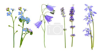 Wilde Blumen vereinzelt auf weißem Hintergrund. Lavendel, Blauglocken und Vergissmeinnicht, Schneeglöckchen, Primeln