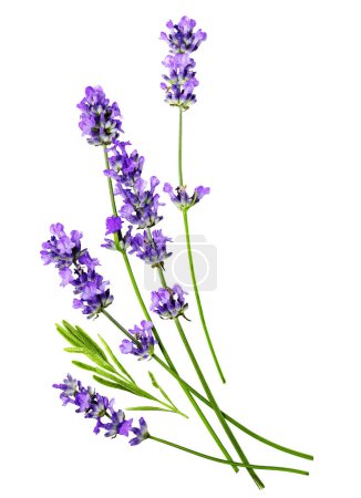 Photo for A composition of several lavender flowers isolated on a white background. - Royalty Free Image