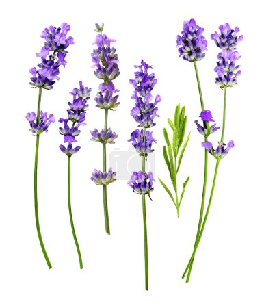 Lavender flowers set isolated on a white background. Flat lay