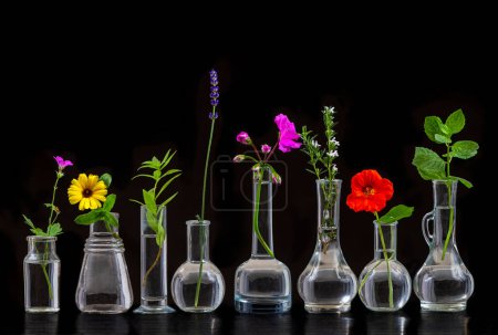 Foto de Flores medicinales y hierbas alineadas en frascos de vidrio sobre un fondo negro recortado - Imagen libre de derechos