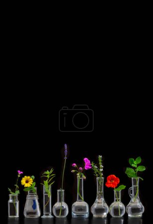 Téléchargez les photos : Fleurs médicinales et herbes alignées dans des flacons en verre sur un fond noir recadré - en image libre de droit