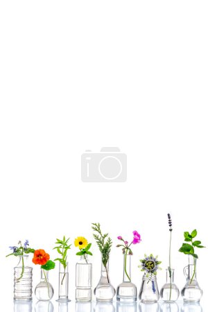 Téléchargez les photos : Fleurs médicinales et herbes alignées dans des flacons en verre sur un fond blanc recadré - en image libre de droit