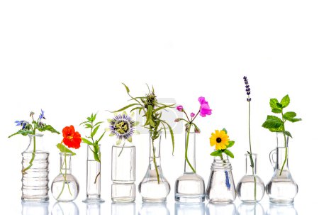 Téléchargez les photos : Fleurs médicinales et herbes alignées dans des flacons en verre sur un fond blanc recadré - en image libre de droit