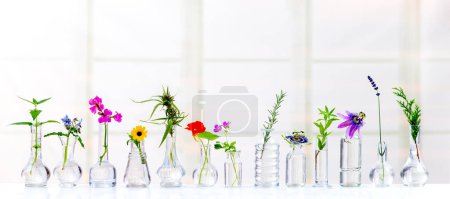 Foto de Flores y hierbas medicinales alineadas en frascos de vidrio sobre un fondo claro. - Imagen libre de derechos