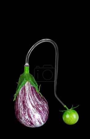 Photo for Two-tone eggplant and tomato connected, in close-up on a black background. - Royalty Free Image