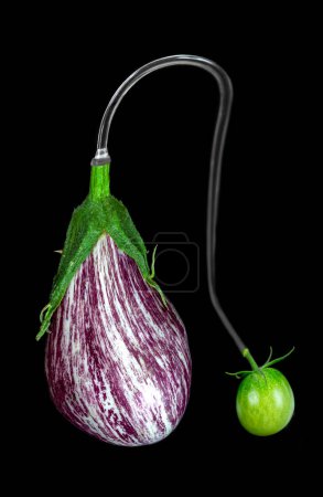 Photo for Two-tone eggplant and tomato connected, in close-up on a black background. - Royalty Free Image