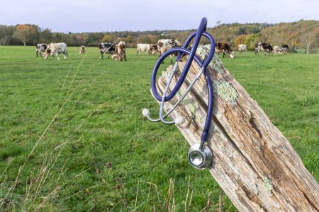 Stethoscope in close-up in front of a rural landscape with rosters in a field.