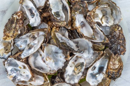 Photo for Oyster shells in close-up seen from above, gathered for these many virtues. - Royalty Free Image