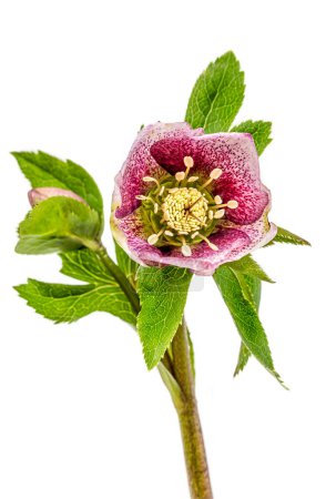 Photo for Christmas rose- winter plant in vertical close-up - Royalty Free Image