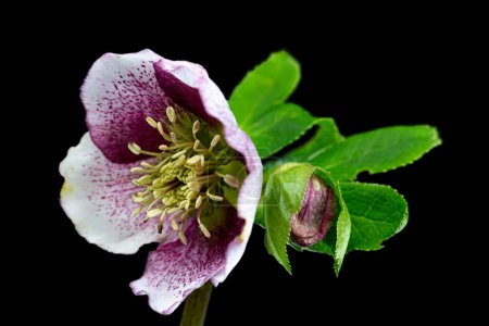 Photo for Christmas rose, flower and bud with leaves which is horizontal on black - Royalty Free Image