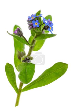 Photo for Beautiful blue forget-me-not (myosotis) flowers on a white background Png transparent file - Royalty Free Image