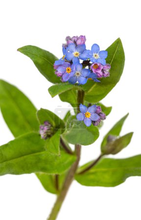 Photo for Beautiful blue forget-me-not myosotis flowers on a white background Png transparent file - Royalty Free Image