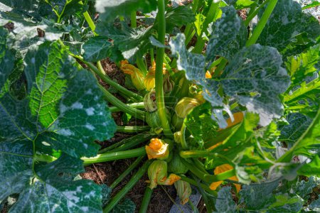 Téléchargez les photos : Tige de courgette avec un fruit et une fleur poussant dans un jardin de permaculture sur un sol recouvert de paille - en image libre de droit