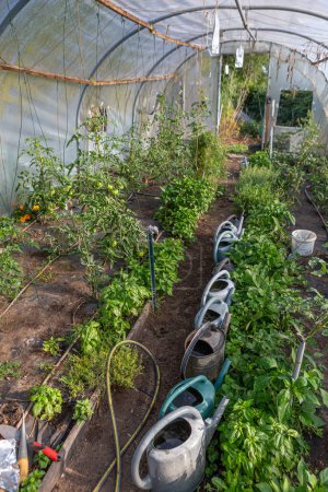 Foto de Verduras ecológicas en interior invernadero - Imagen libre de derechos
