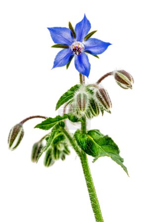 Téléchargez les photos : Gros plan des jolies fleurs et bourgeons bleus sur une plante de bourrache, Borago officinalis, sur blanc - en image libre de droit