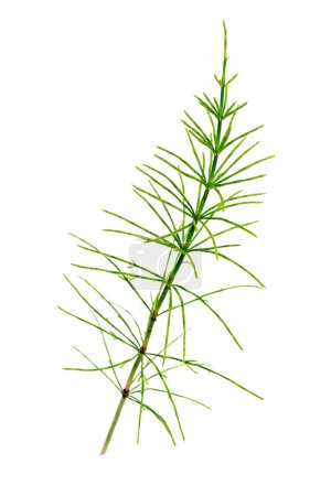 Photo for Cutting horsetail plants isolated on white background - Royalty Free Image