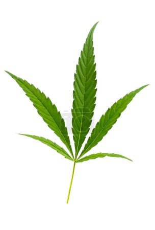 Téléchargez les photos : Feuilles de cannabis vert. CBD extrait de feuille de chanvre, Concept de médecine alternative à base de plantes, THC huile pharmaceutique. - en image libre de droit