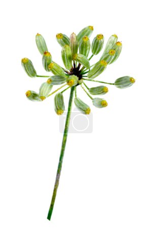 Téléchargez les photos : Composition à partir de fleurs de parapluie fleuries d'aneth sur fond blanc. - en image libre de droit