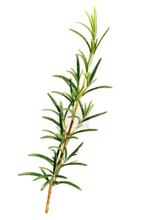 Photo for Fresh Rosemary Herb Set for cooking and medicine isolated over a white background - Royalty Free Image
