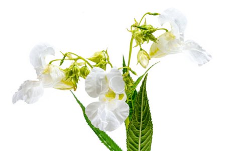 Foto de Flor rosa Impatiens glandulifera (Balsamina glandulifera, bálsamo del Himalaya, Himalaya touch-me-not, - Imagen libre de derechos