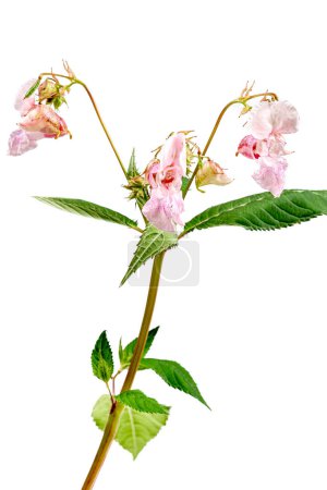Téléchargez les photos : Rose en fleurs Impatiens glandulifera (Balsamina glandulifera, baumier de l'Himalaya, Himalaya touch-me-not, - en image libre de droit