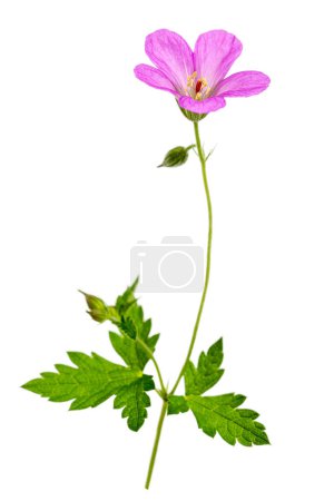 Téléchargez les photos : Wild geranium in the mountains of Kazakhstan. Close-up. Macro - en image libre de droit