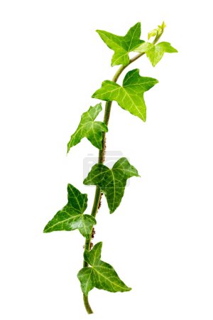 Téléchargez les photos : Feuilles vertes lierre grimpant plante de vigne, branche suspendue isolé sur blanc - en image libre de droit