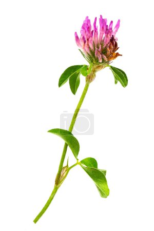 Photo for Clover flowers isolated on a white background. Trefoil flowers. Medicinal herb. - Royalty Free Image