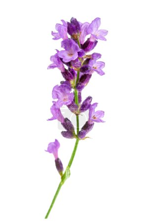 Téléchargez les photos : Perruque Fleur violette lavande herbe isolée sur fond blanc. - en image libre de droit