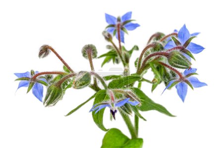 Foto de Montón de flores de borraja azul fresco para la decoración aislada en blanco - Imagen libre de derechos