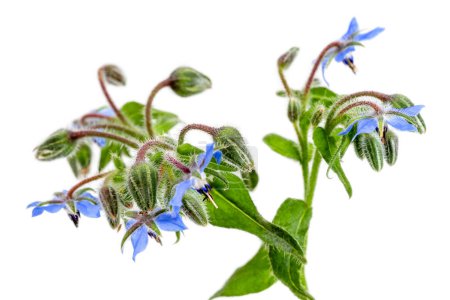 Foto de Montón de flores de borraja azul fresco para la decoración aislada en blanco - Imagen libre de derechos