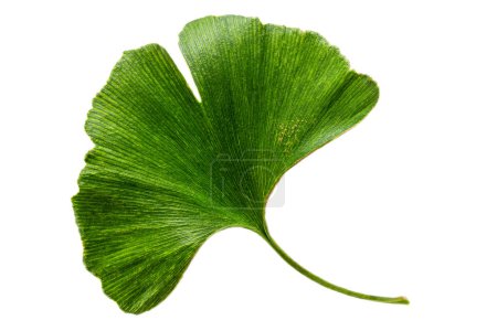 Photo for Ginkgo biloba leaf isolated on white background - Royalty Free Image