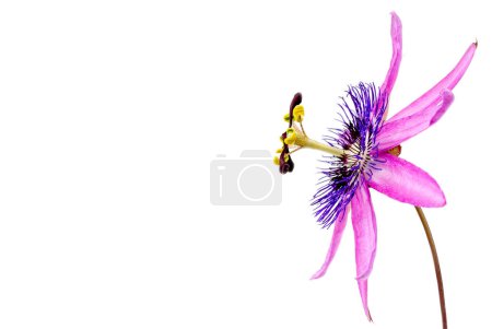 Foto de Primer plano de una flor de la pasión con el nombre botánico passiflora violacea tomada en un estudio sobre fondo blanco - Imagen libre de derechos