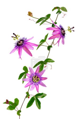 Téléchargez les photos : Gros plan d'une fleur de passion au nom botanique passiflora violacea prise en studio sur fond blanc - en image libre de droit