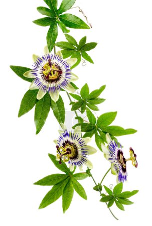 Foto de Passion Flower (Passiflora caerulea) . Hermosa flor de fruta de la pasión o Passiflora (Passifloraceae) sobre fondo blanco - Imagen libre de derechos