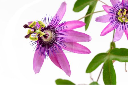 Foto de Primer plano de una flor de la pasión con el nombre botánico passiflora violacea tomada en un estudio sobre fondo blanco - Imagen libre de derechos