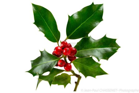 Photo for Holly With Red Berries. Traditional festive decoration. Holly branch with red berries on white. - Royalty Free Image