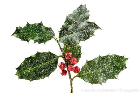 Téléchargez les photos : Holly ilex, décoration de Noël avec des berrys rouges, recouvert de neige fond blanc - en image libre de droit