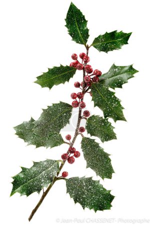 Téléchargez les photos : Holly ilex, décoration de Noël avec des berrys rouges, recouvert de neige fond blanc - en image libre de droit