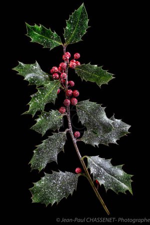 Photo for Holly ilex, christmas decoration with red berrys, covered with snow on dark background - Royalty Free Image