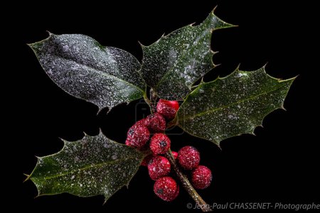 Téléchargez les photos : Holly ilex, décoration de Noël avec des berrys rouges, recouvert de neige sur fond sombre - en image libre de droit