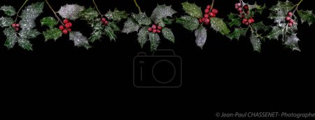 Foto de Composición de acebo navideño sobre fondo de madera negro con espacio de copia para su texto Christmas Border - Imagen libre de derechos