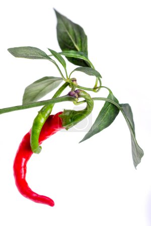 Photo for Fresh chili or chilli cayenne pepper isolated on white background cutout - Royalty Free Image