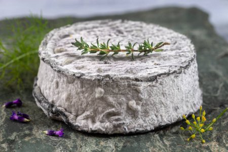 Foto de Un solo trozo de queso de cabra recubierto de ceniza francés c - Imagen libre de derechos